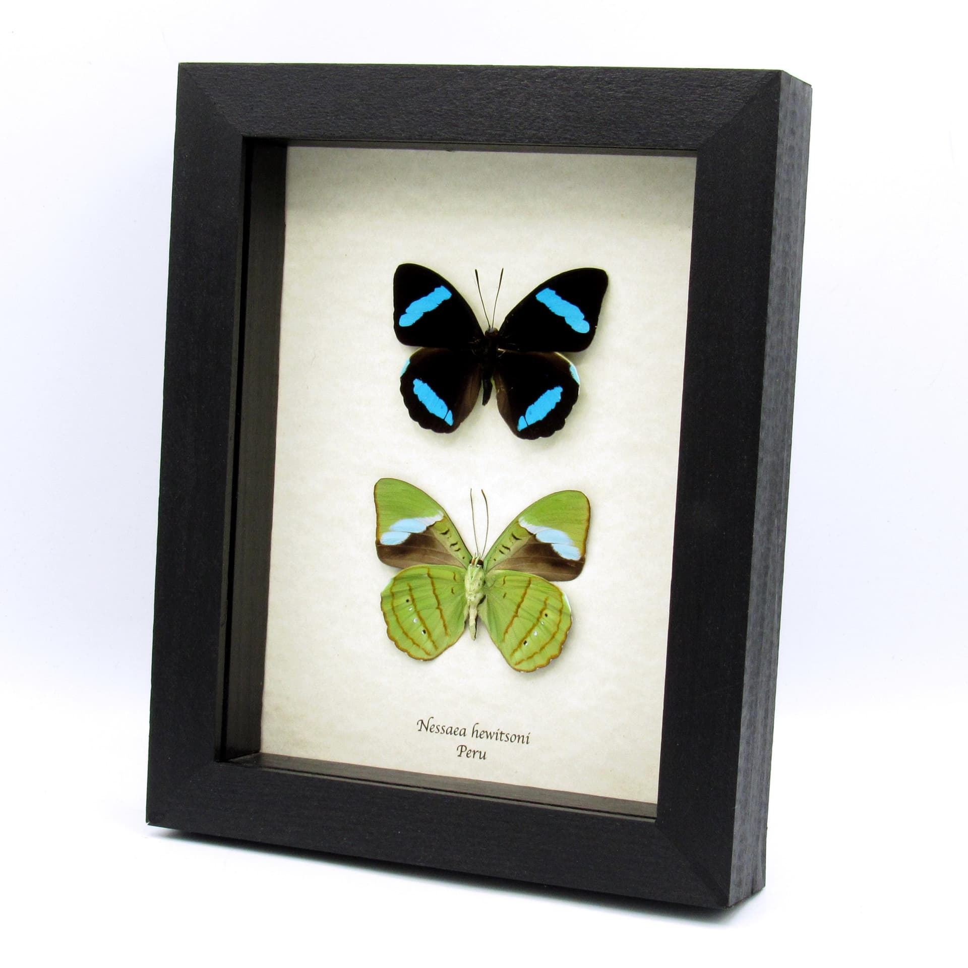Rare electric blue Olivewing butterfly framed taxidermy - Nessaea hewitsoni - recto and verso mount