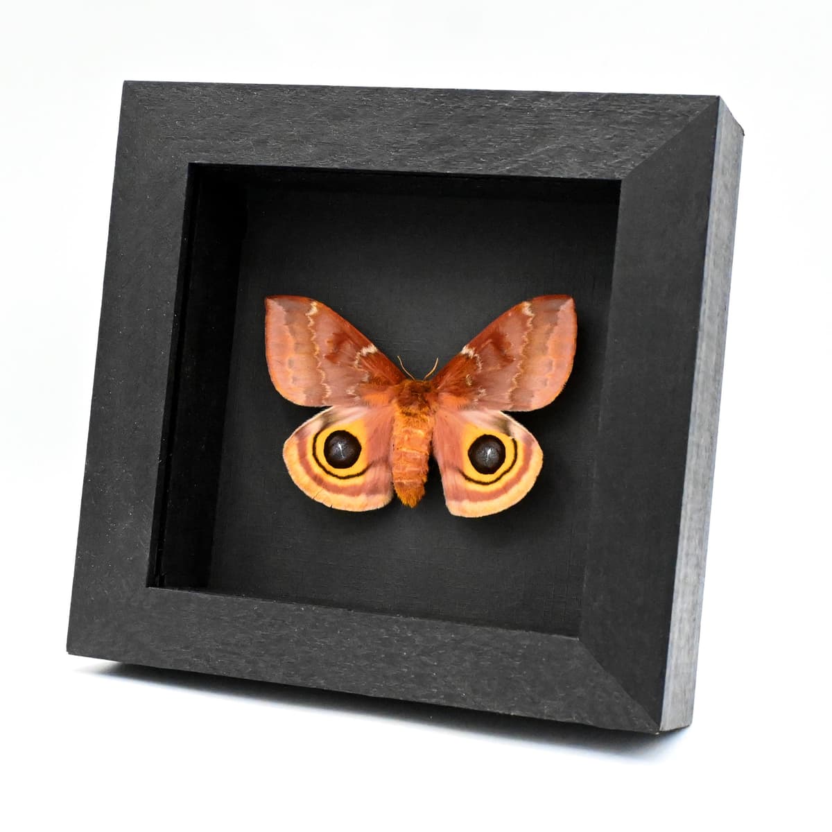 Real Io moth framed taxidermy - Automeris io - large female