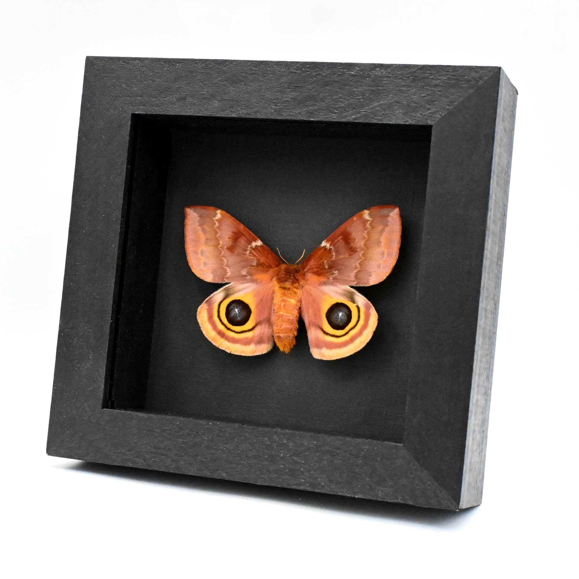 Real Io moth framed taxidermy - Automeris io - large female