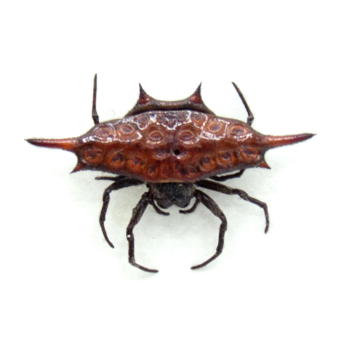 Real Spiny Orb Weaver spider framed taxidermy - Gasteracantha versicolor