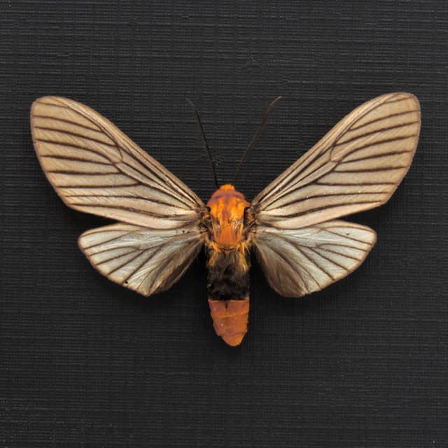Real pale pink Arctiid moth framed taxidermy - Arctiidae species