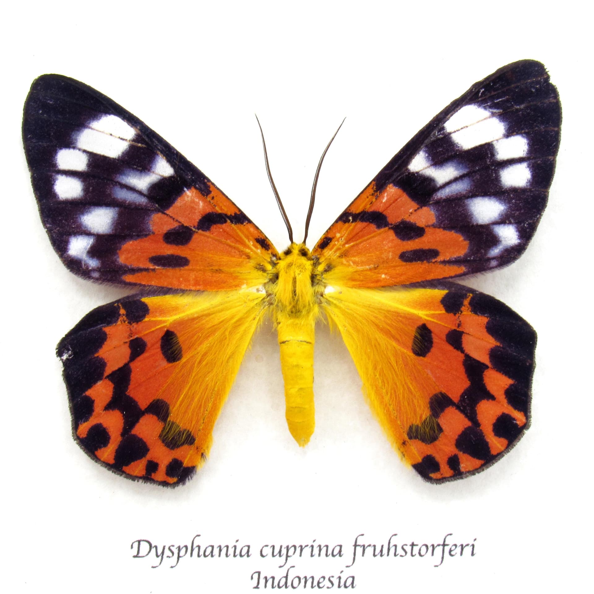 Rare orange False Tiger moth framed taxidermy - Dysphania cuprina fruhstorferi
