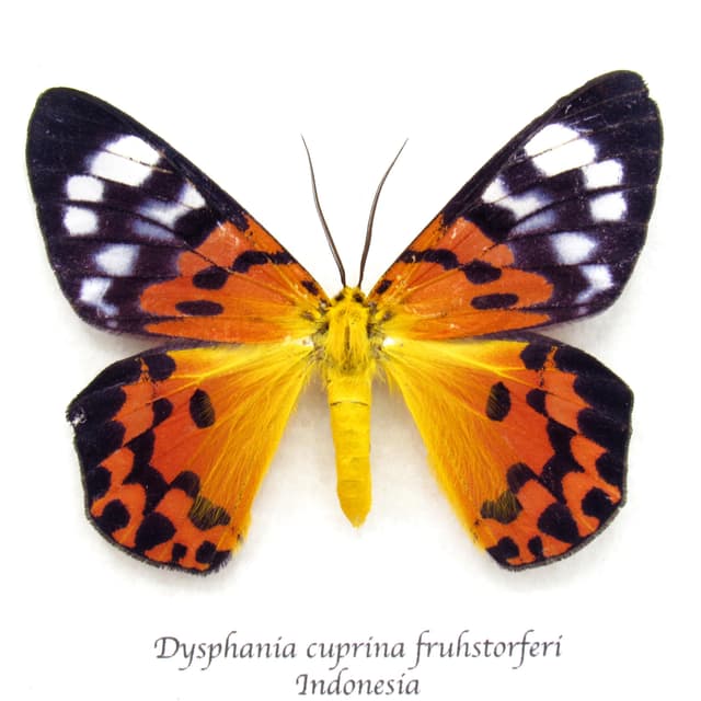 Rare orange False Tiger moth framed taxidermy - Dysphania cuprina fruhstorferi