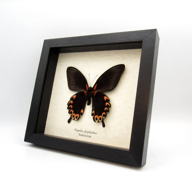 Real pink swallowtail butterfly framed taxidermy - Papilio deiphobus