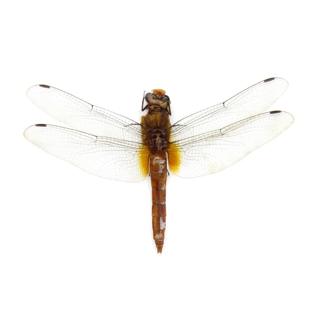 Real Orange Skimmer Dragonfly framed taxidermy - Orthetrum testaceum