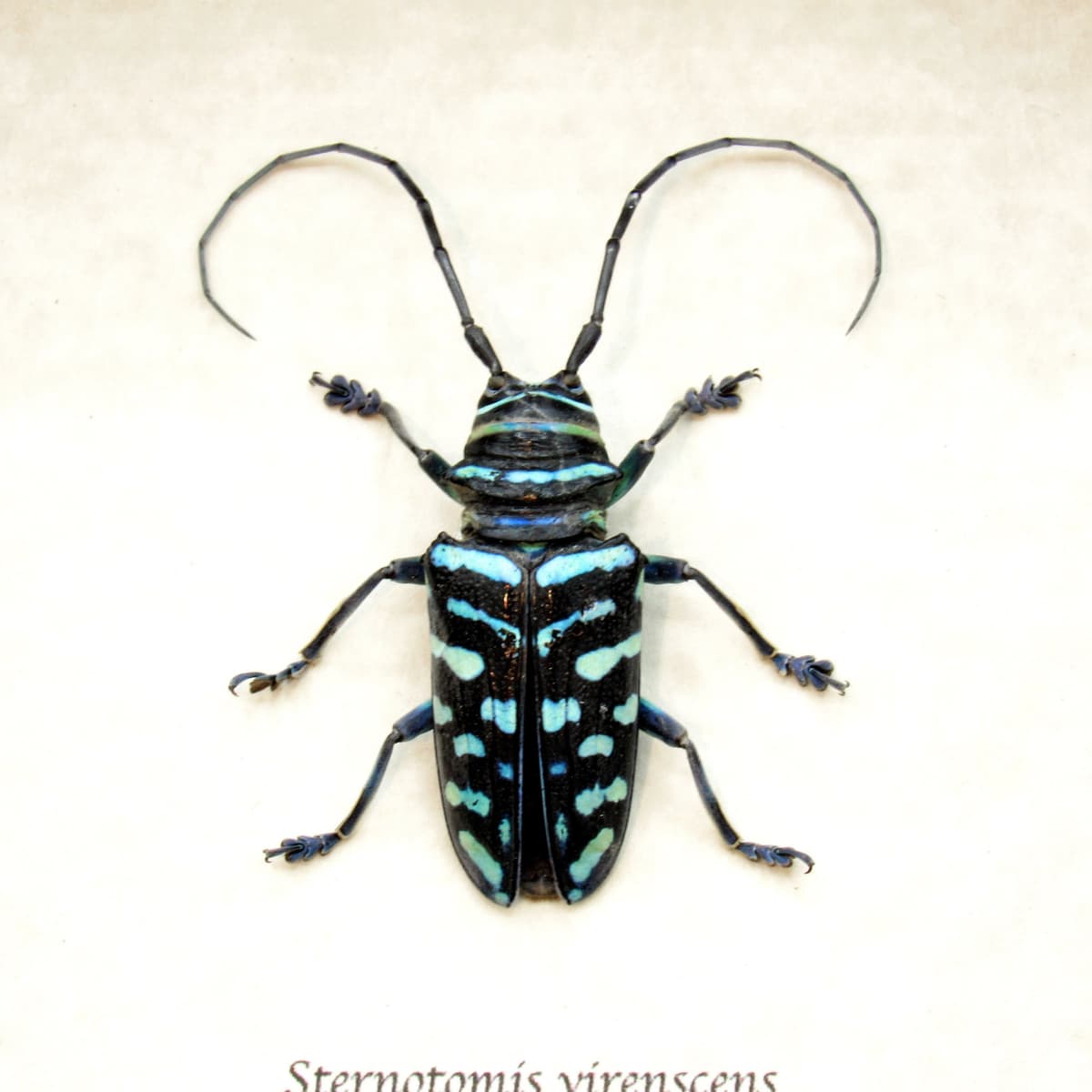 Real blue Longhorn beetle framed taxidermy - Sternotomis virenscens