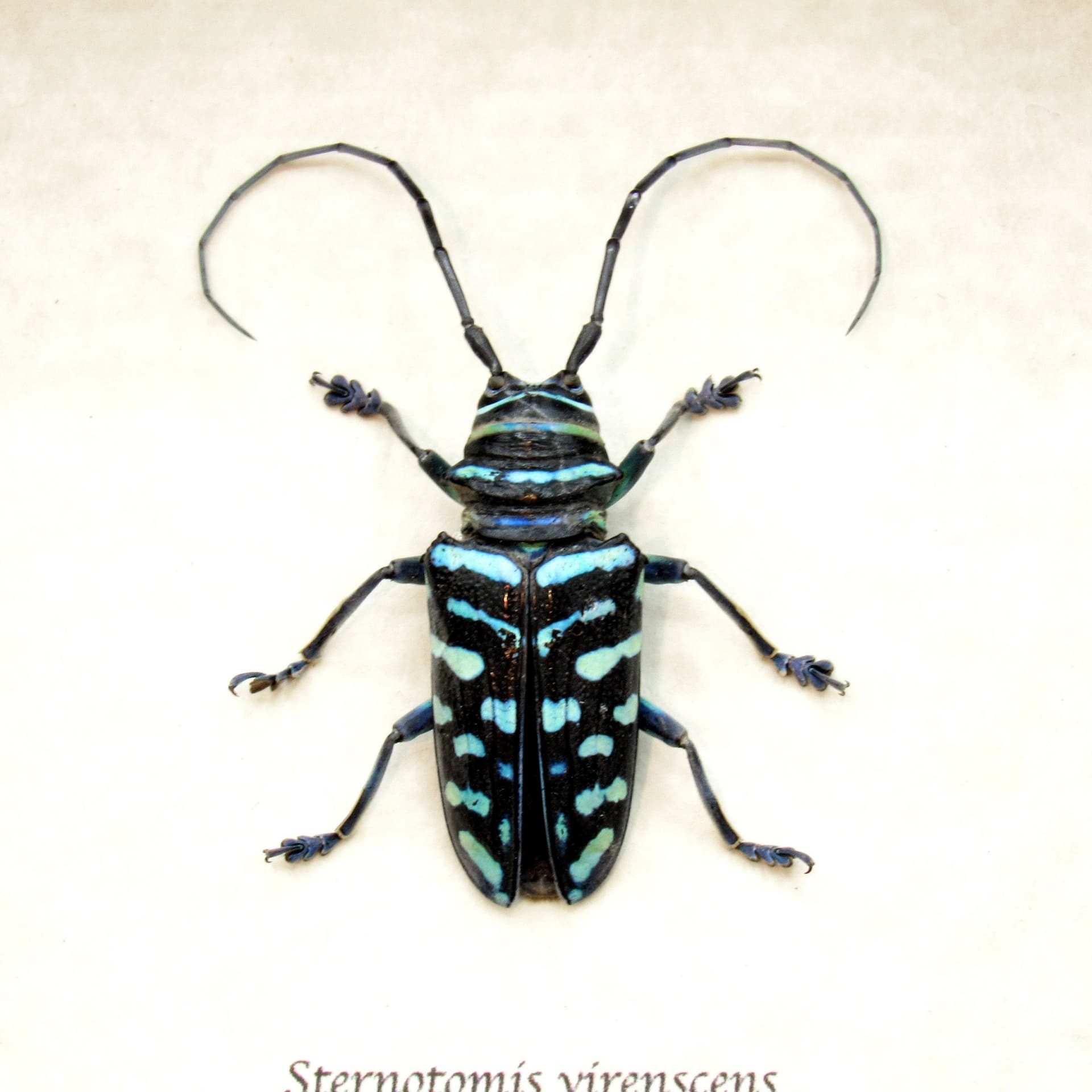 Real blue Longhorn beetle framed taxidermy - Sternotomis virenscens