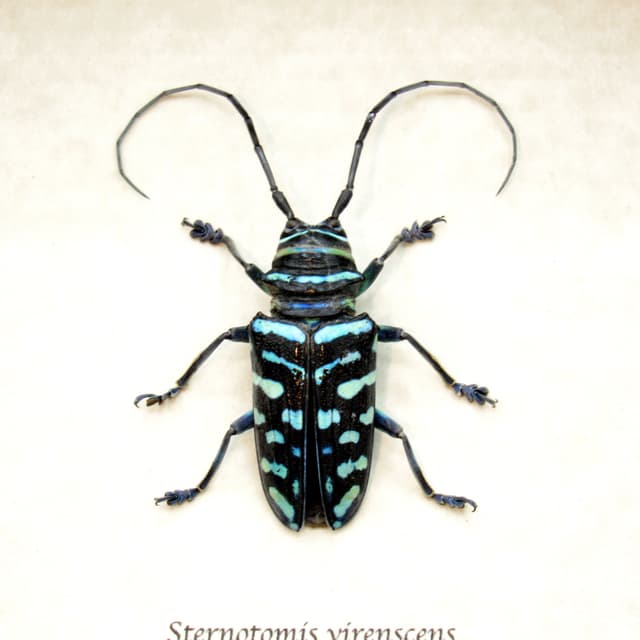 Real blue Longhorn beetle framed taxidermy - Sternotomis virenscens