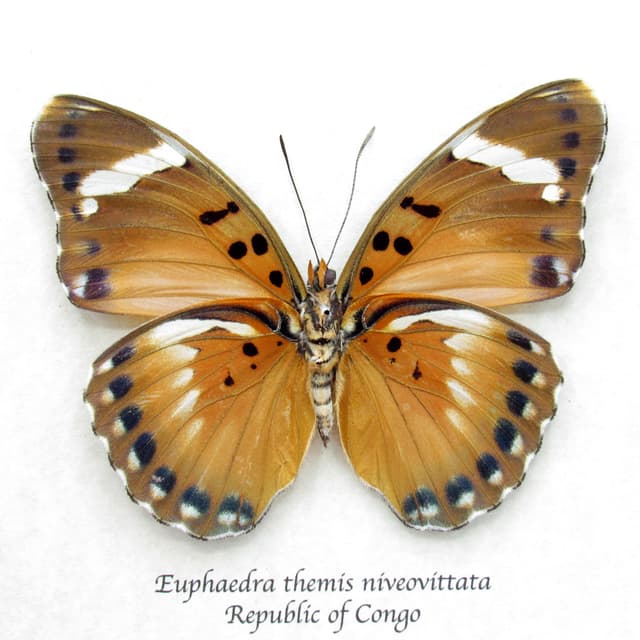 Rare Iridescent Gold Forester butterfly framed specimen - Euphaedra themis niveovittata - large female