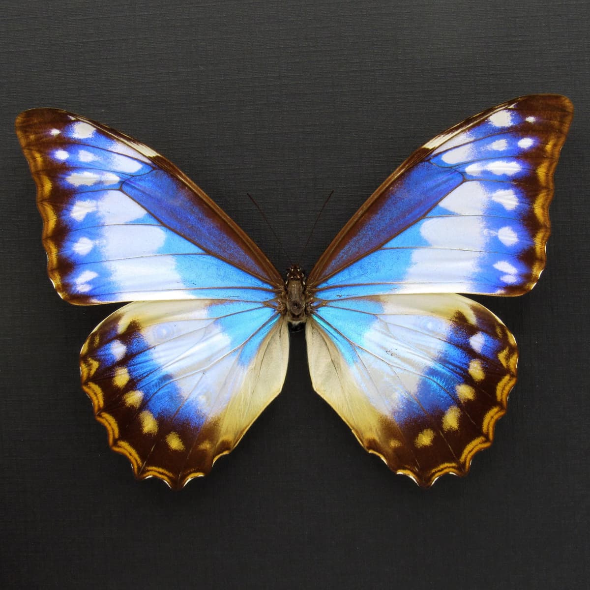 Very rare female Morpho butterfly framed taxidermy - Morpho cypris cyanites - XL specimen