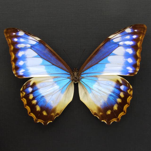 Very rare female Morpho butterfly framed taxidermy - Morpho cypris cyanites - XL specimen