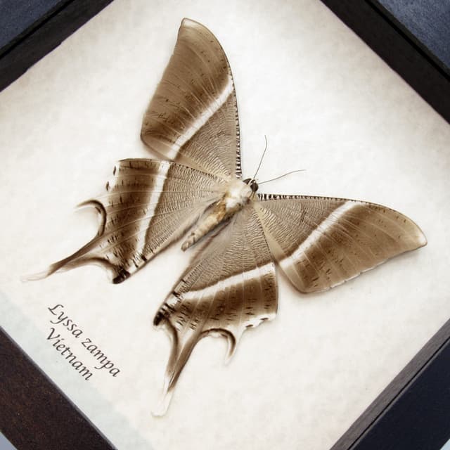Large Tropical Swallowtail Moth framed taxidermy - Lyssa zampa