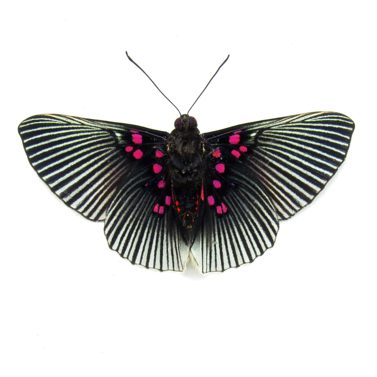 Real pink butterfly framed taxidermy - Lyropteryx apollonia - Victorian mount