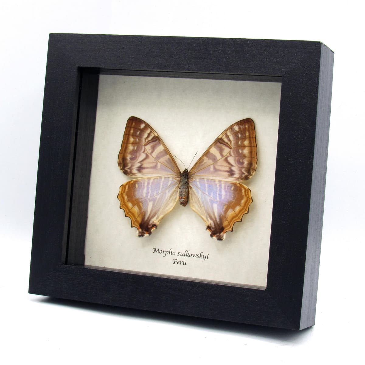 Rare Pearl morpho framed taxidermy - Morpho sulkowskyi - female