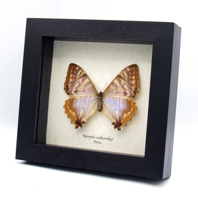 Rare Pearl morpho framed taxidermy - Morpho sulkowskyi - female