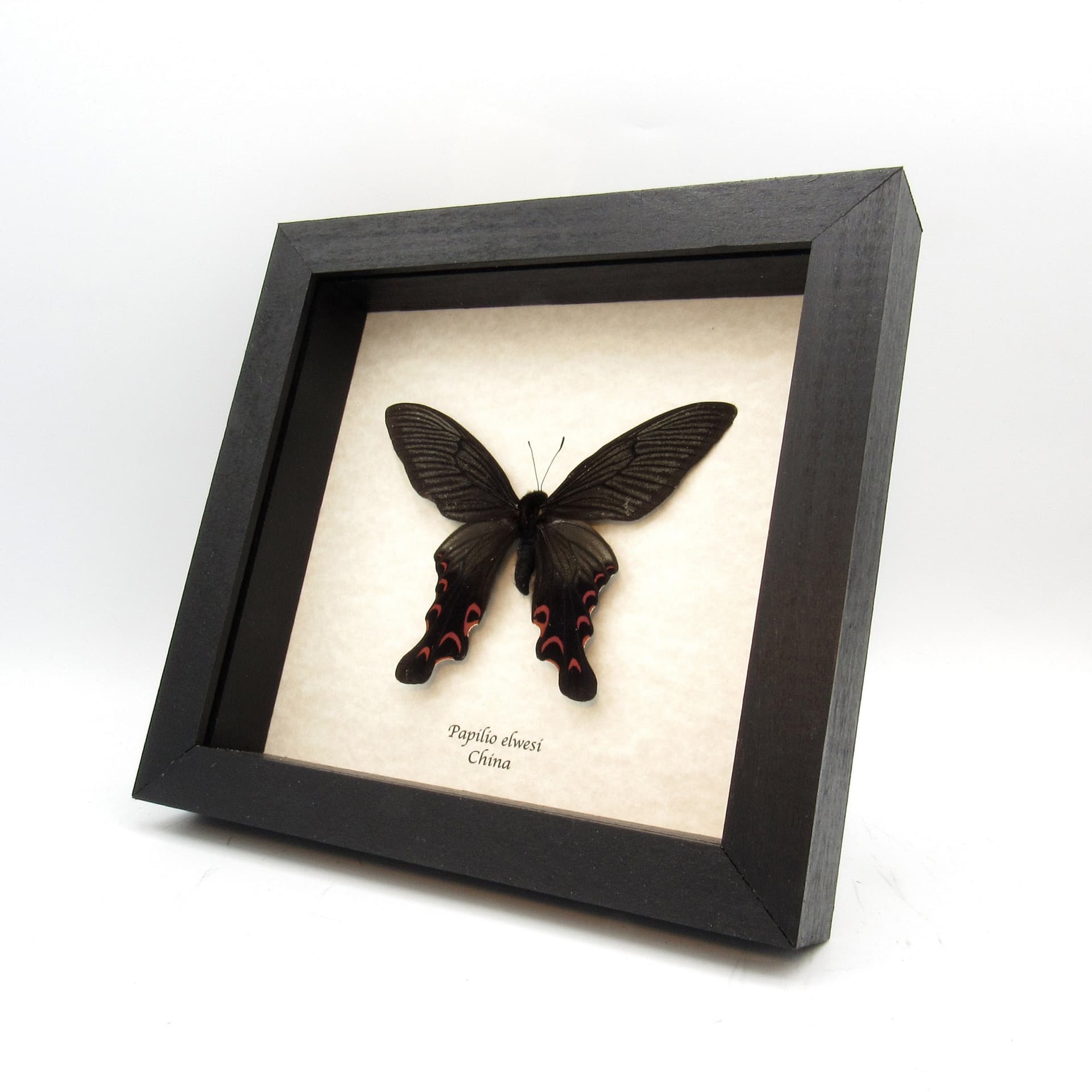 Real Swallowtail butterfly framed taxidermy - Papilio elwesi - small spring form