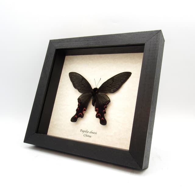 Real Swallowtail butterfly framed taxidermy - Papilio elwesi - small spring form