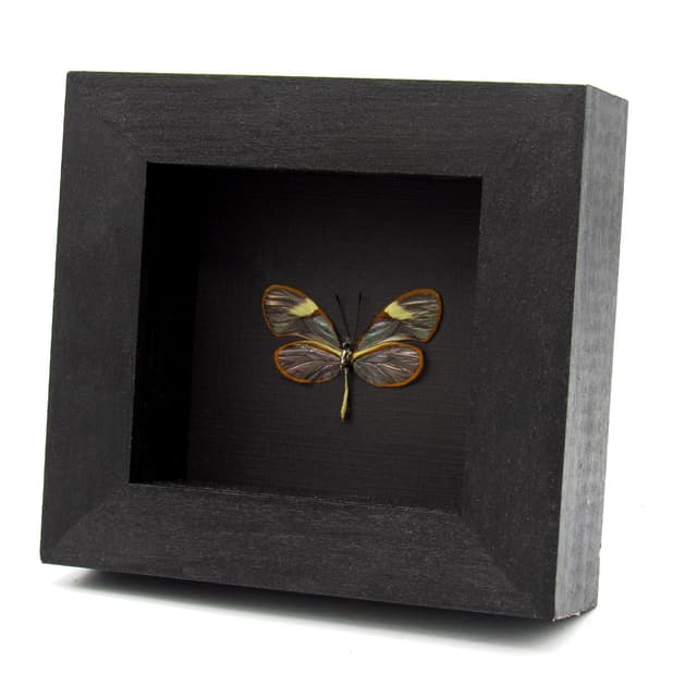 Real Clear Wing butterfly framed taxidermy - Pteronymia species