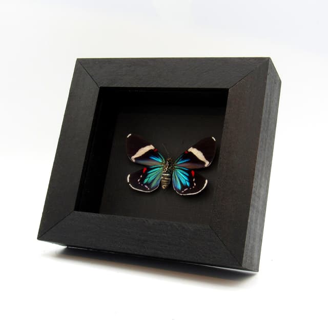 Real metallic blue framed moth taxidermy - Eucyane anerythra