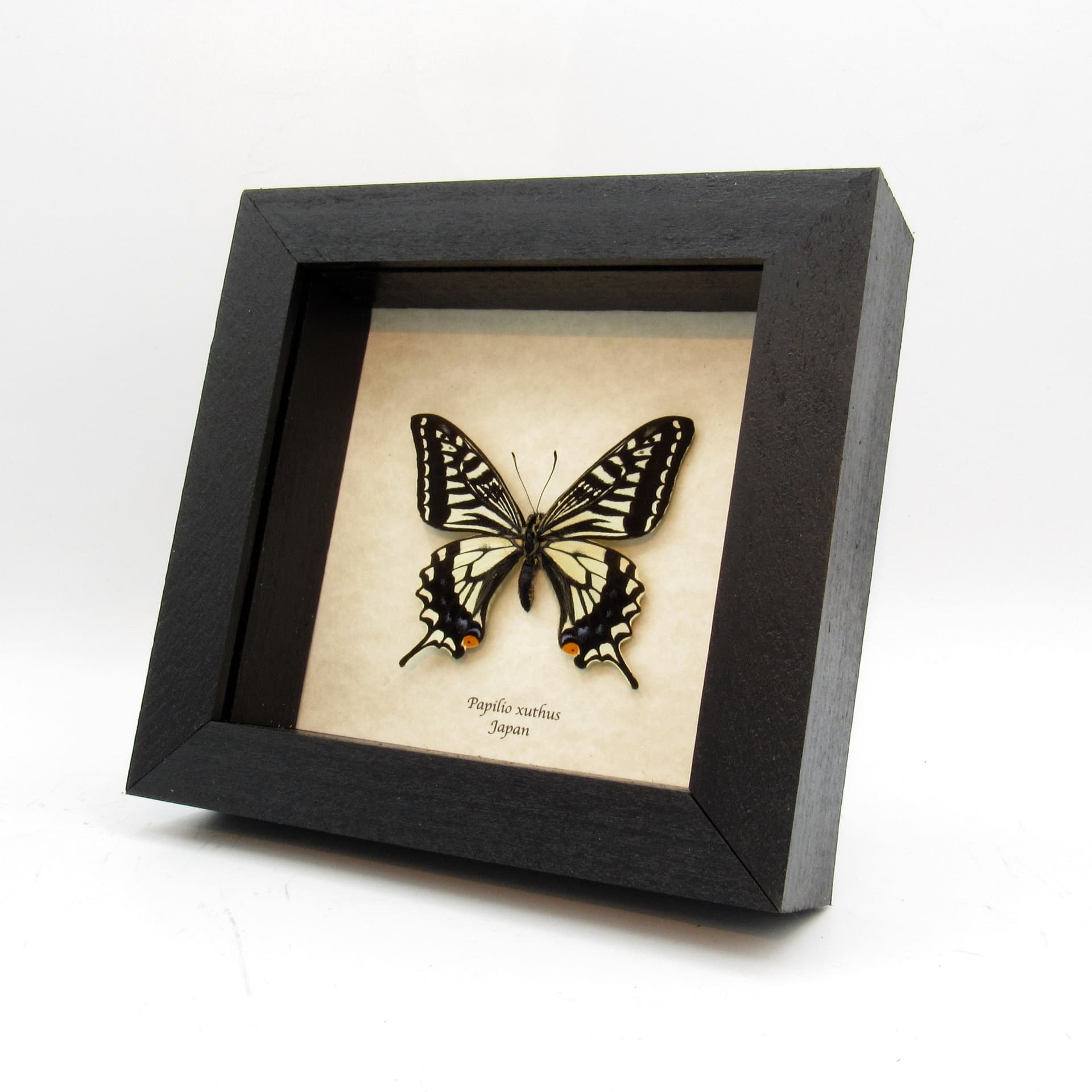 Real Xuthus Swallowtail butterfly framed taxidermy - Papilio xuthus - spring form