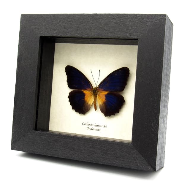 Real dark blue butterfly framed taxidermy - Cethosia lamarcki