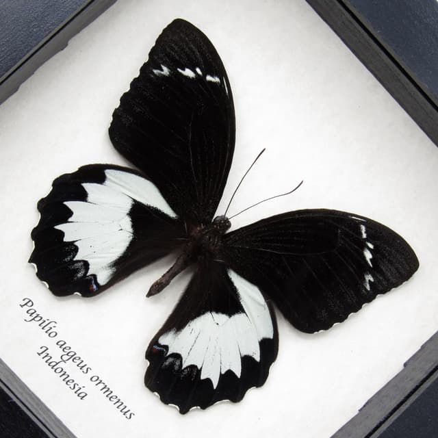 Real large black Orchard Swallowtail butterfly framed taxidermy - Papilio aegeus ormenus