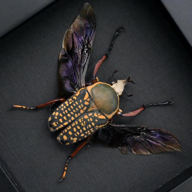 Real framed taxidermy flower beetle taxidermy - Megalorrhina harrisi peregrina - short horn