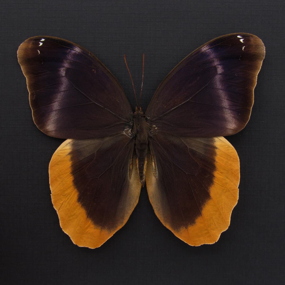 Rare purple Owl butterfly framed taxidermy - Caligo uranus