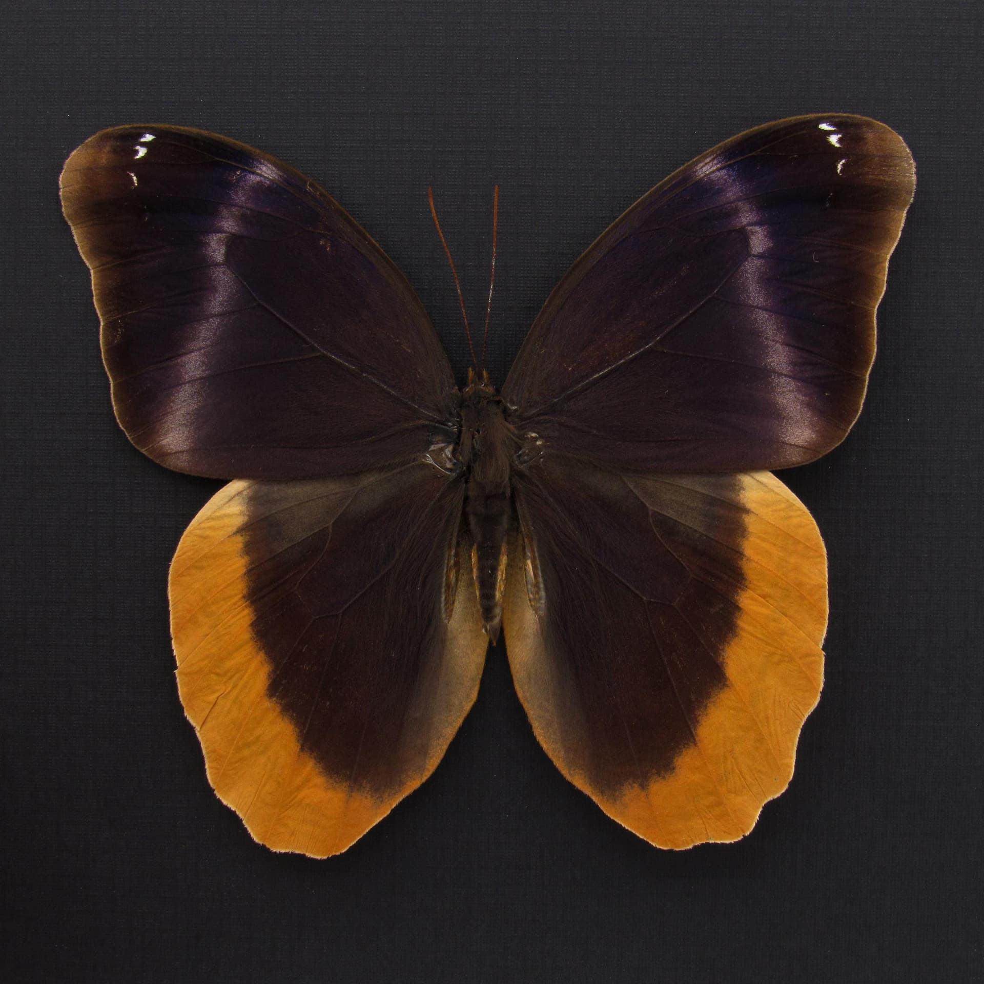 Rare purple Owl butterfly framed taxidermy - Caligo uranus