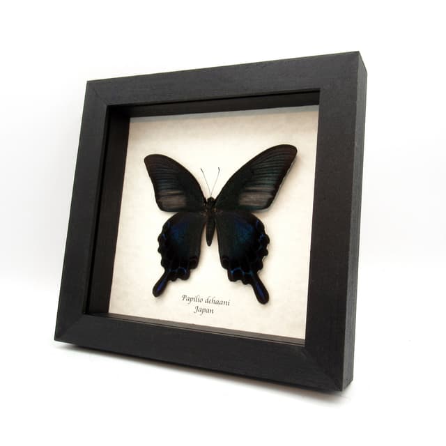 Giant Japanese Peacock butterfly framed taxidermy - Papilio  dehaani - summer form