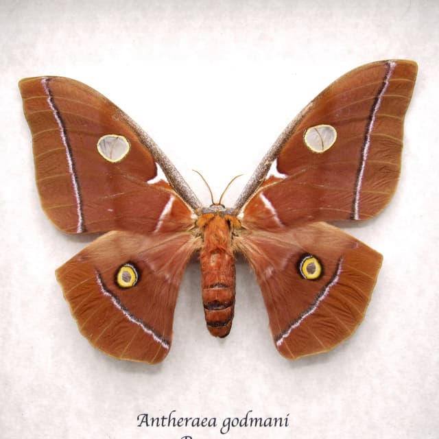 Very rare Giant Godman's Silkmoth framed taxidermy - Antheraea godmani - female