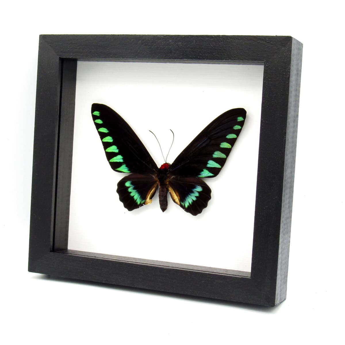 Giant Palawan Birdwing butterfly framed specimen - Trogonoptera trojana