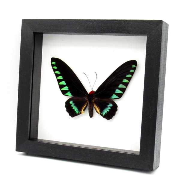 Giant Palawan Birdwing butterfly framed specimen - Trogonoptera trojana