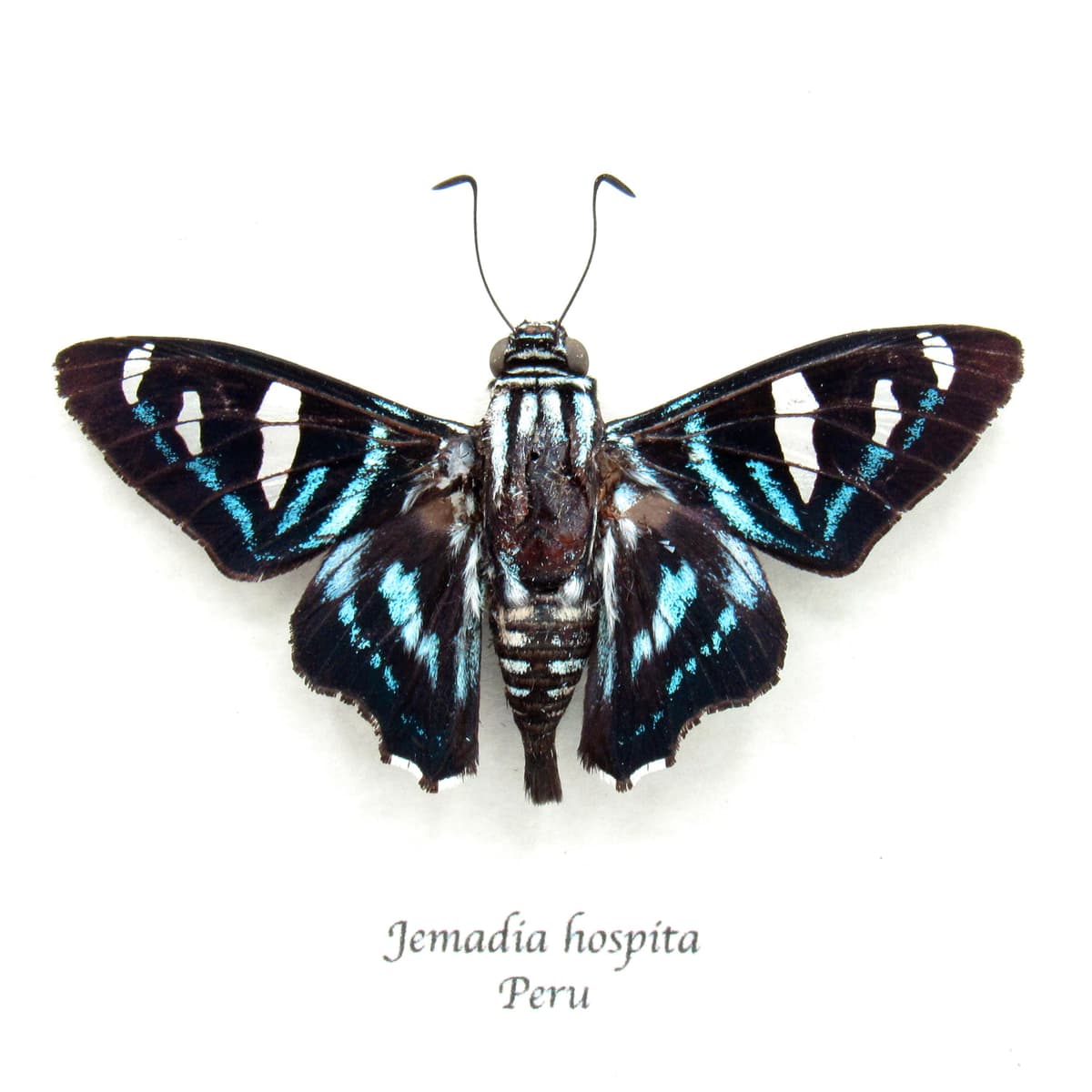Real aqua Skipper butterfly framed - Jemadia hospita