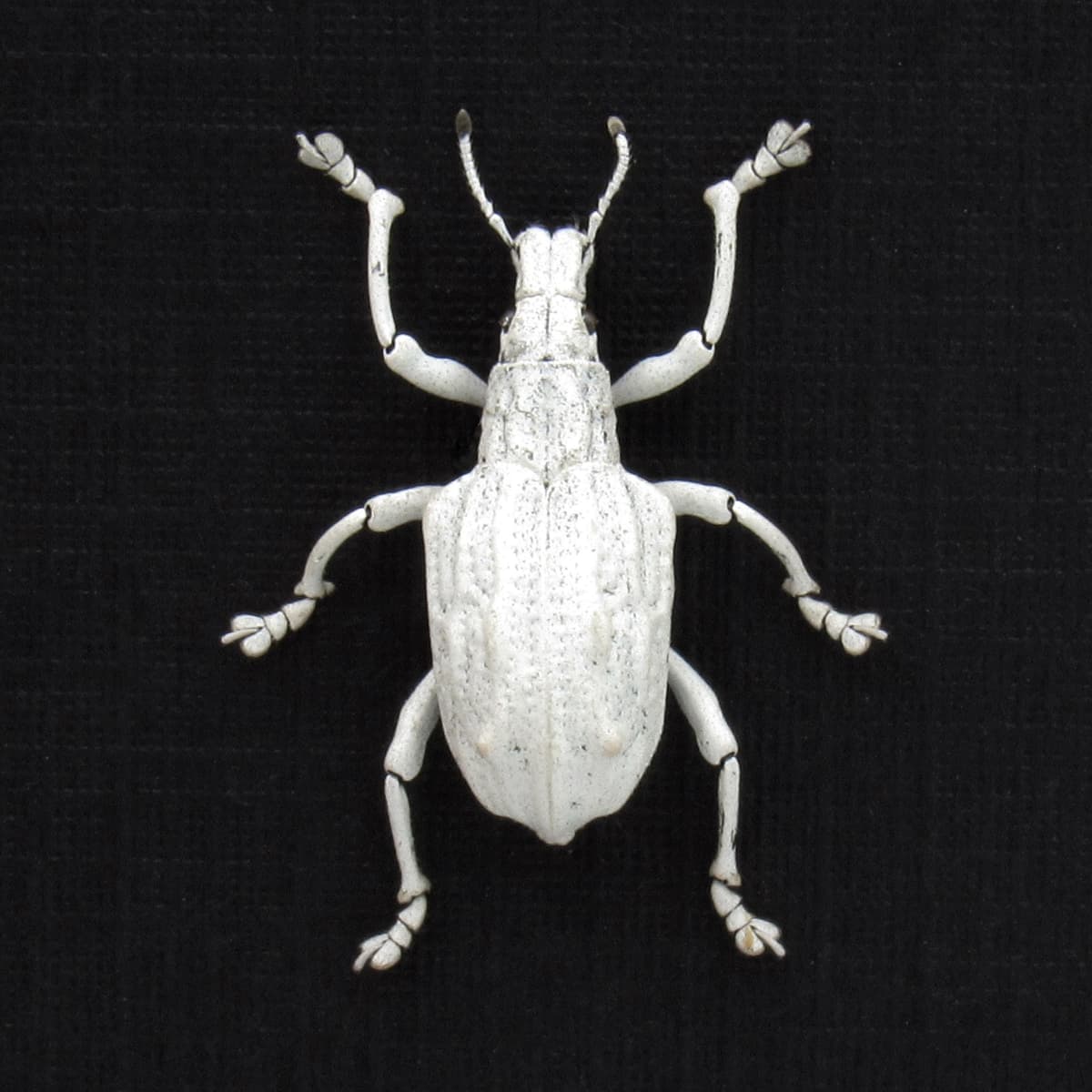 Rare white weevil beetle framed taxidermy - Dermatoxenus caesicollis - female