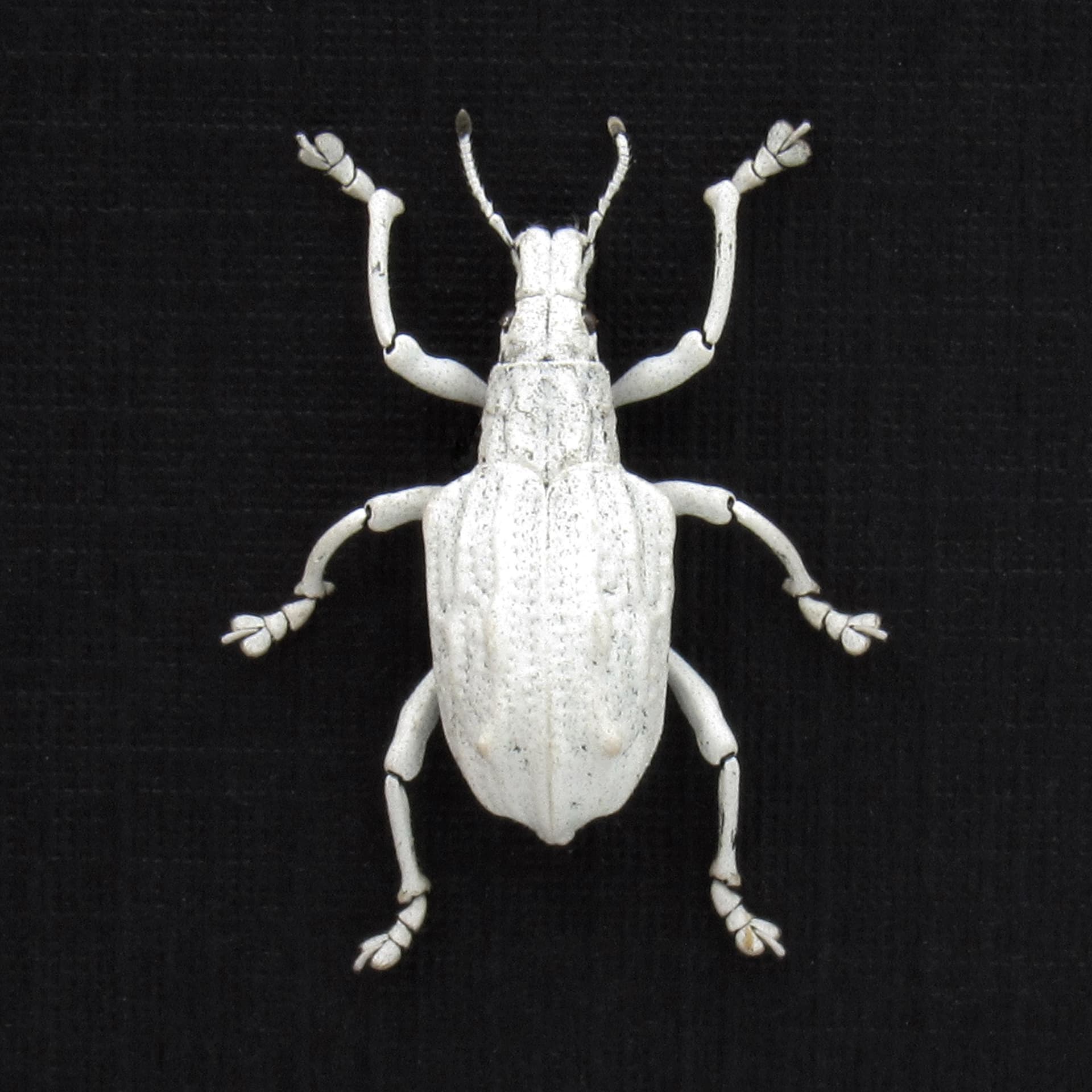 Rare white weevil beetle framed taxidermy - Dermatoxenus caesicollis - female