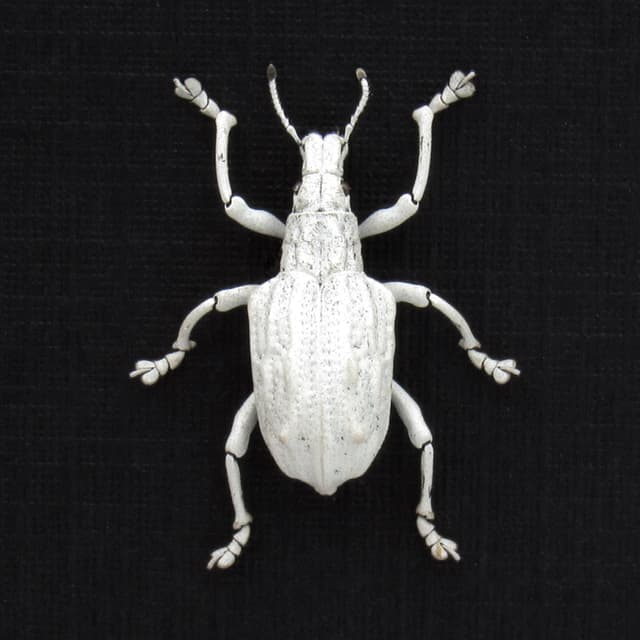 Rare white weevil beetle framed taxidermy - Dermatoxenus caesicollis - female