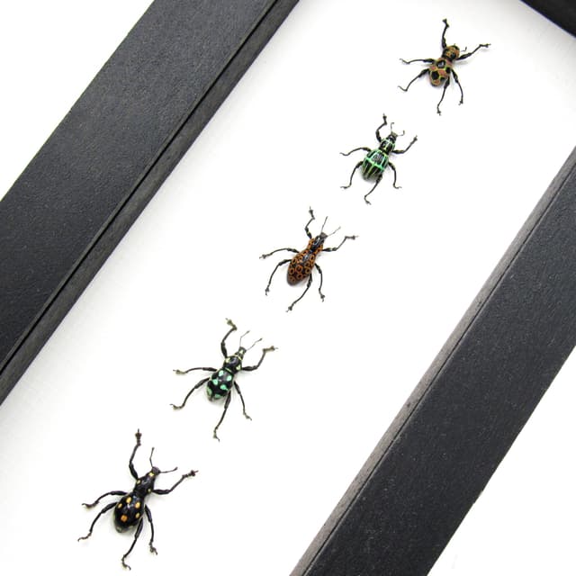 WEEVIL MANIA - real framed metallic weevil beetle collection