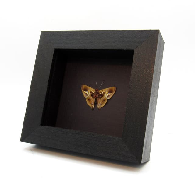 Rare Lavender Metalmark butterfly framed taxidermy - Anteros renaldus indigator - Victorian mount
