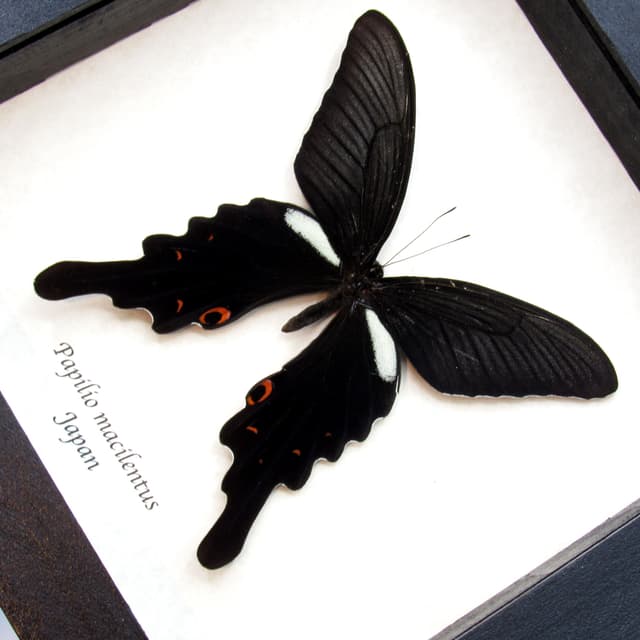 Very large real Long Tailed Spangle Swallowtail butterfly framed taxidermy - Papilio macilentus - female