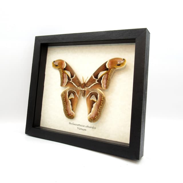Real XL Saturn moth framed taxidermy - Archaeoattacus edwardsii