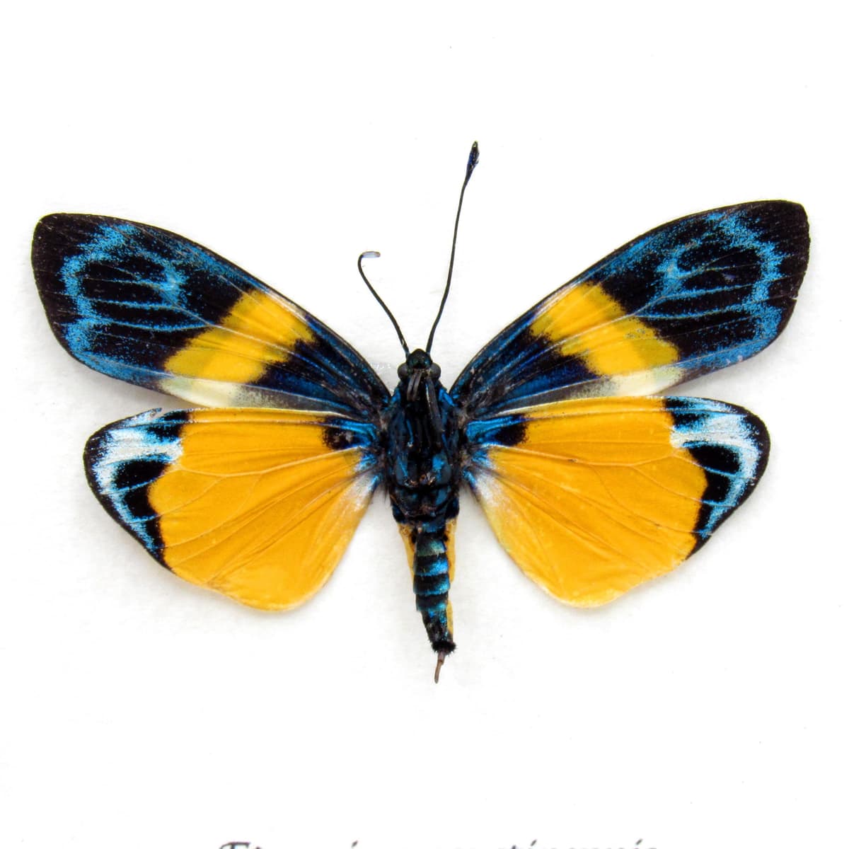 Real tiny day-flying moth framed taxidermy - Eterusia angustipennis  - female