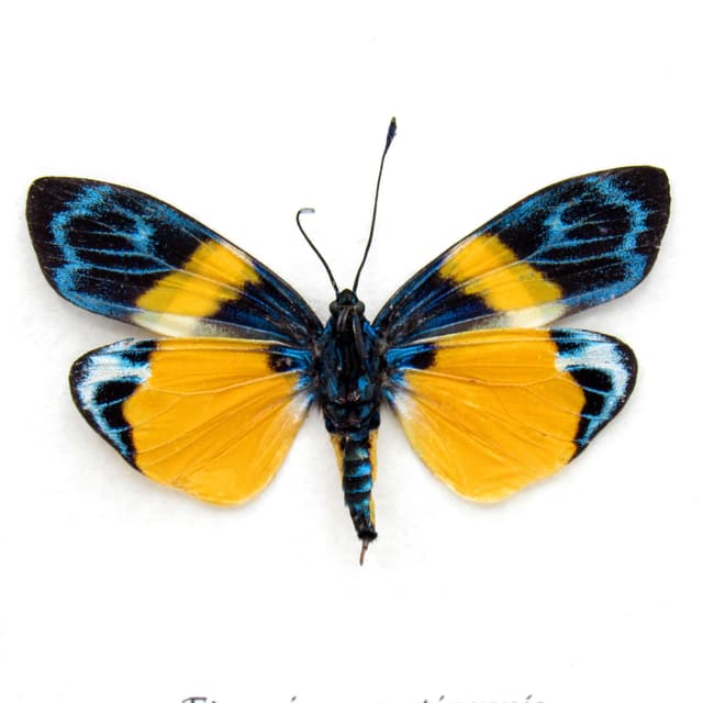 Real tiny day-flying moth framed taxidermy - Eterusia angustipennis  - female
