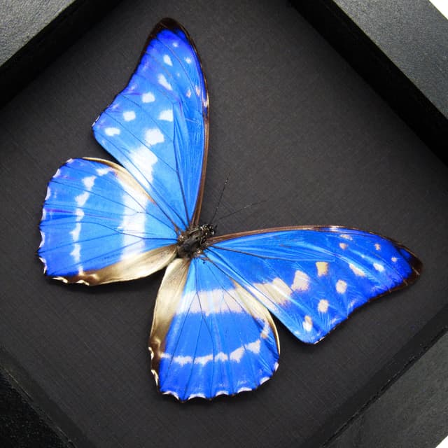 Rare Blue Morpho butterfly framed taxidermy - Morpho cypris cyanites