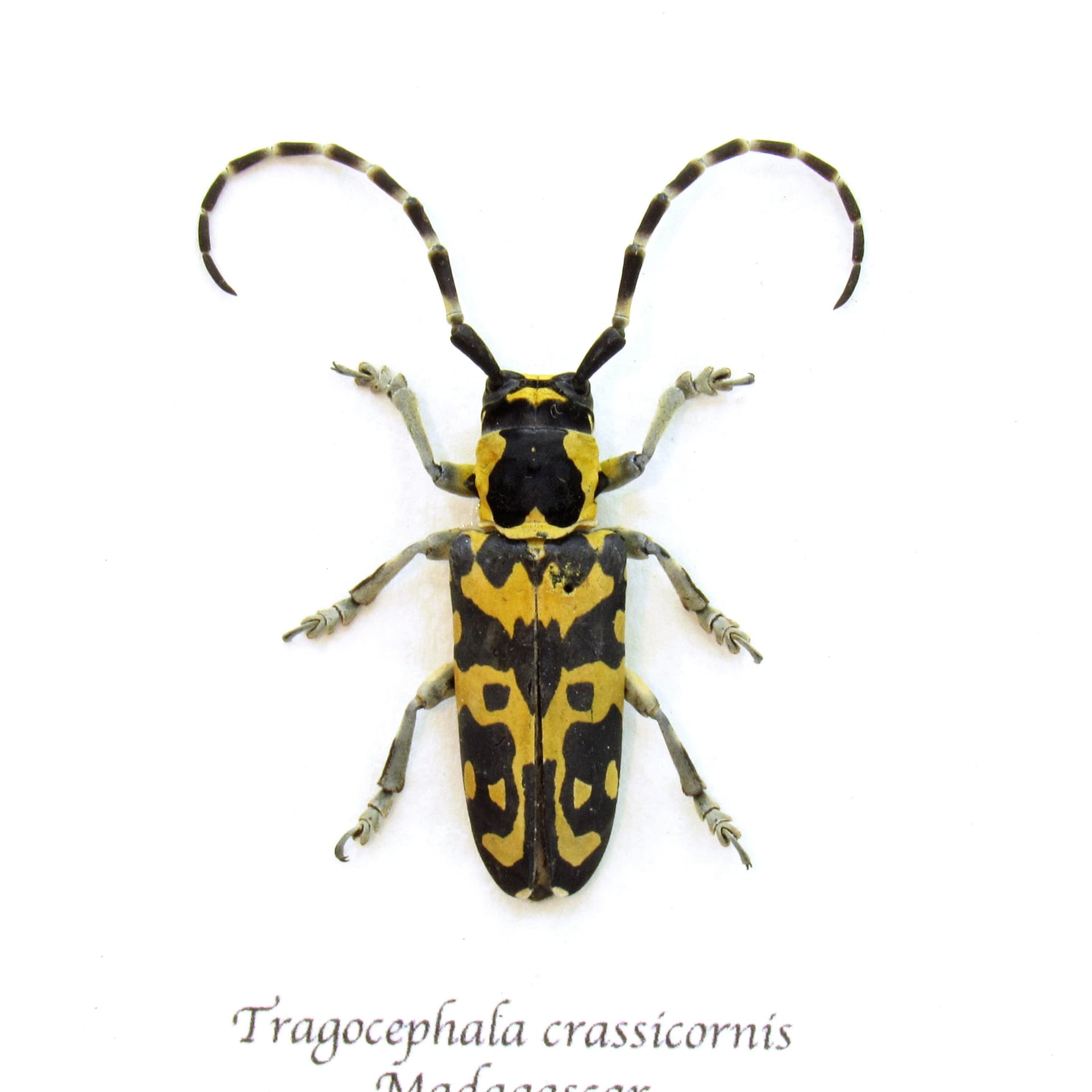 Rare yellow Longhorn beetle framed taxidermy - Tragocephala crassicornis - female