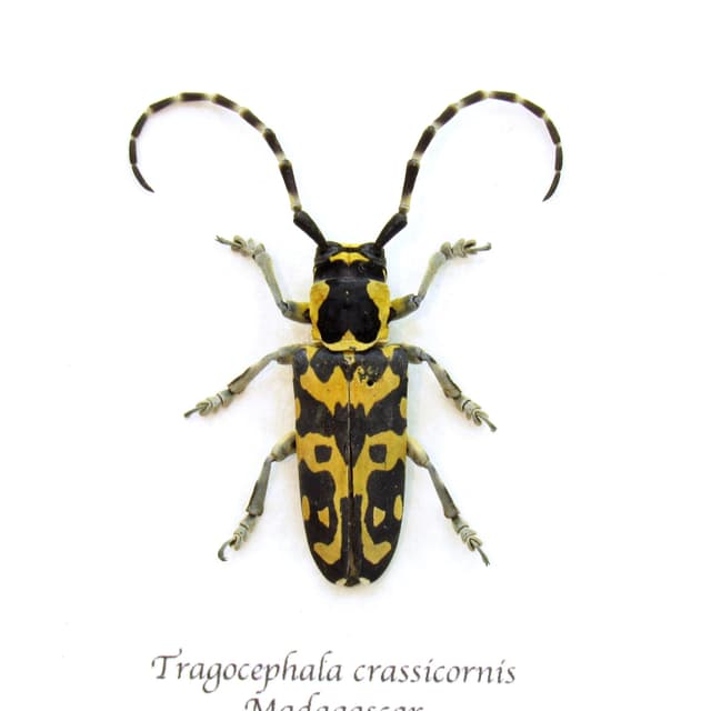 Rare yellow Longhorn beetle framed taxidermy - Tragocephala crassicornis - female