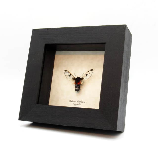Rare Erebid moth framed taxidermy - Balacra diaphana