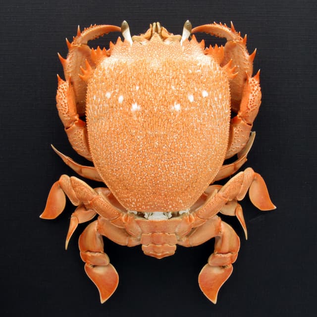 Real Red Frog Spanner Crab framed taxidermy - Ranina ranina