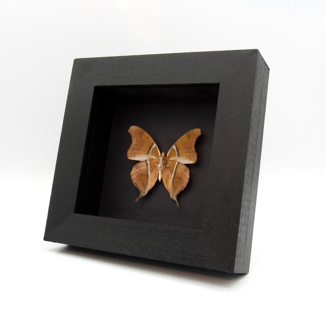 Real Leaf Mimic Charaxes butterfly framed taxidermy - Charaxes zoolina