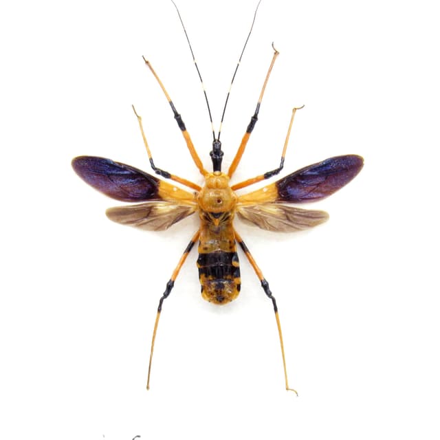 Real Assassin bug framed taxidermy - Heteroptera species